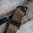 MAGPUL MS1 QDM cinghia per fucile monopunto/duopunto Coyote