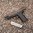 EHG SG9 Grip Frame per SIG SAUER P320 Full Size Nero
